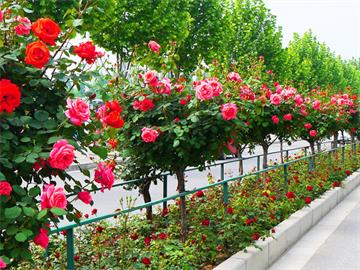 不同颜色玫瑰花的花语是什么？