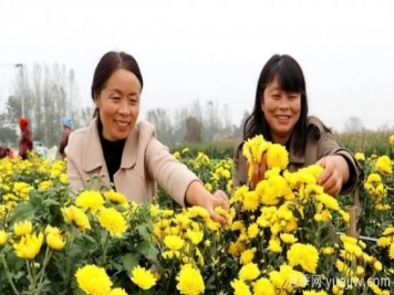 农民种植菊花，既能欣赏也能致富发家