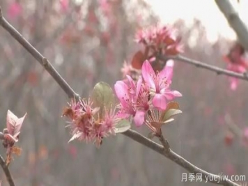 菏泽成武：千亩海棠反季节开花，逆袭深秋成一景