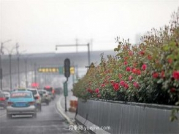 杭州高架月季进入开放期，花开引领杭州月季美景
