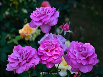 南昌滨江月季园，带你去看天下风流的江西月季花