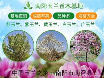 行道树的分类，常见的常绿行道树品种有哪些？