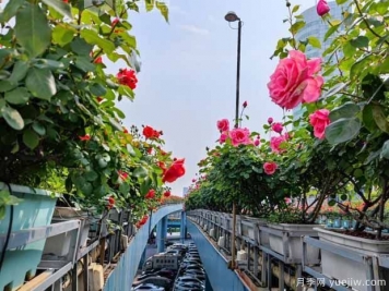 1.2万株月季盛开，南昌八一桥景观花廊拥抱春景