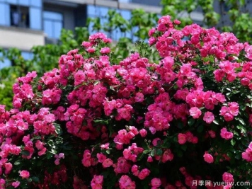武汉新增多条绝美月季花道，江城处处花海景观