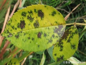 深秋天季节月季出现斑点的病害原因与防治