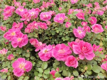 仙境盆栽月季杯苗粉色丰花，绿化工程批发