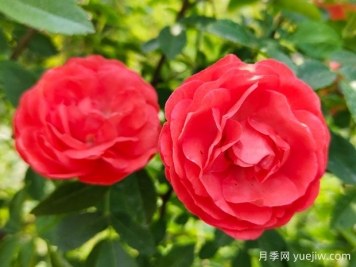 种上木香蔷薇花蛮强爆花，红橙白黄木香你喜欢哪个？