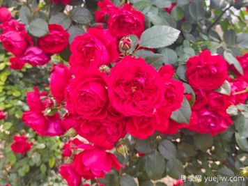 6款红色系的藤本月季品种，适合打造网红花墙