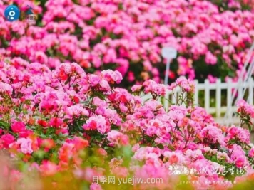 2024年第二届杭州市月季花展举办，赏500万株月季