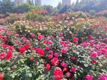 郑州月季公园40万株月季竞相绽放，感受花漾生活