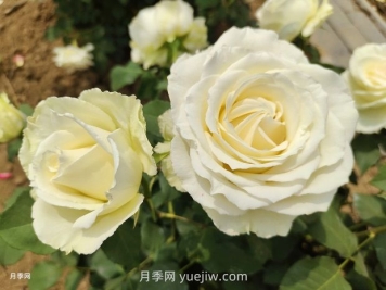 十一朵白玫瑰的花语和寓意