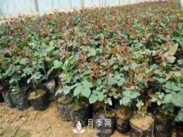 上海龙凤419讲述月季扦插小苗养根的三个步骤