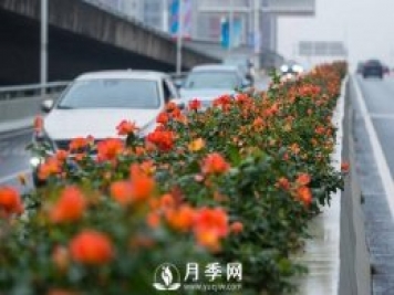 月季花期可调控，看武汉10月中旬月季花艳丽开放