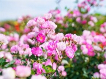郑州伏羲山百亩玫瑰花盛放，上万株玫瑰美成了画