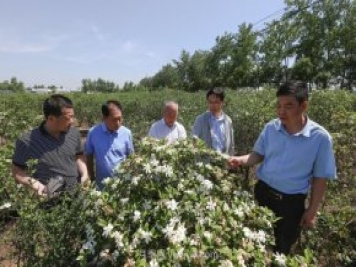 唐河唐栀子，地标农产品成农民增收致富的朝阳产业