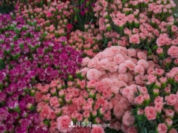 中国6大花市，全国花卉批发市场介绍