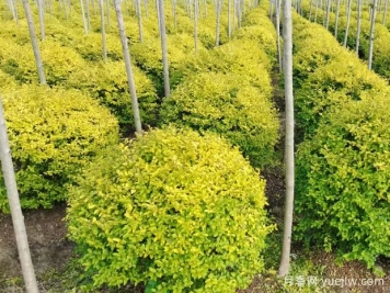 荆门沙洋县十里铺镇4万亩苗木成为致富的绿色产业