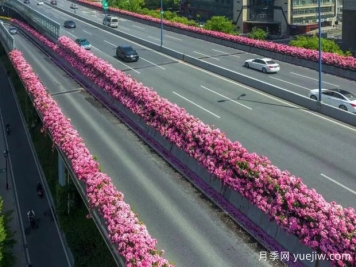 杭州高架月季初开，2024年又到走花路时间