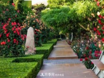 秦皇岛适合养月季花，市花和市树是什么