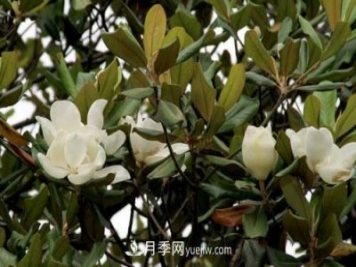 南召广玉兰树种植方法，适合种植在家里吗