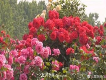 肥西县三河镇百亩树状月季园：花开正艳，产业增收