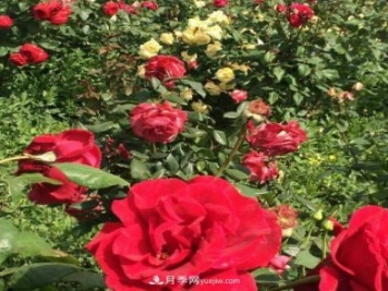 山西运城农民柳庚申建当地精品月季园，种植300多个月季花品种