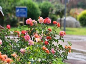 200多种月季花，花卉新品种丰富寿光城市园林色彩