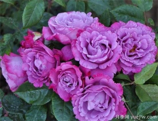 紫色月季花有哪些品种？分享30款紫色月季(图17)